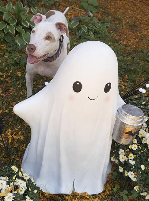 Enlarge Hank, a Adoptable Pit Bull Terrier in Chicago, IL image 3/6