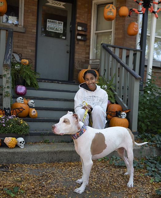 Enlarge Hank, a Adoptable Pit Bull Terrier in Chicago, IL image 4/6