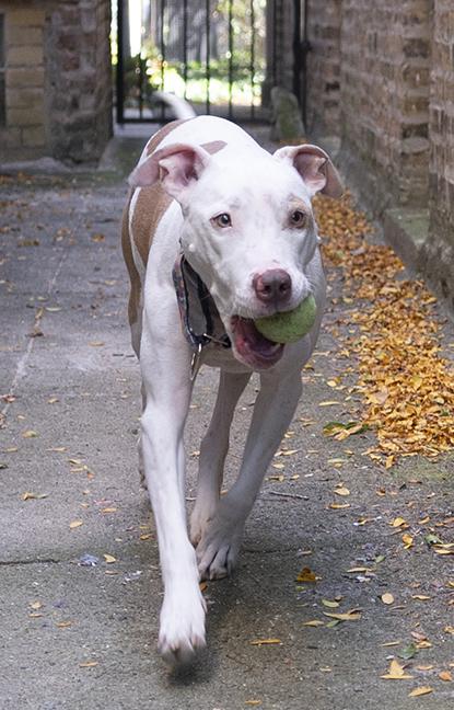 Hank, Adoptable, Adult Male Pit Bull Terrier.