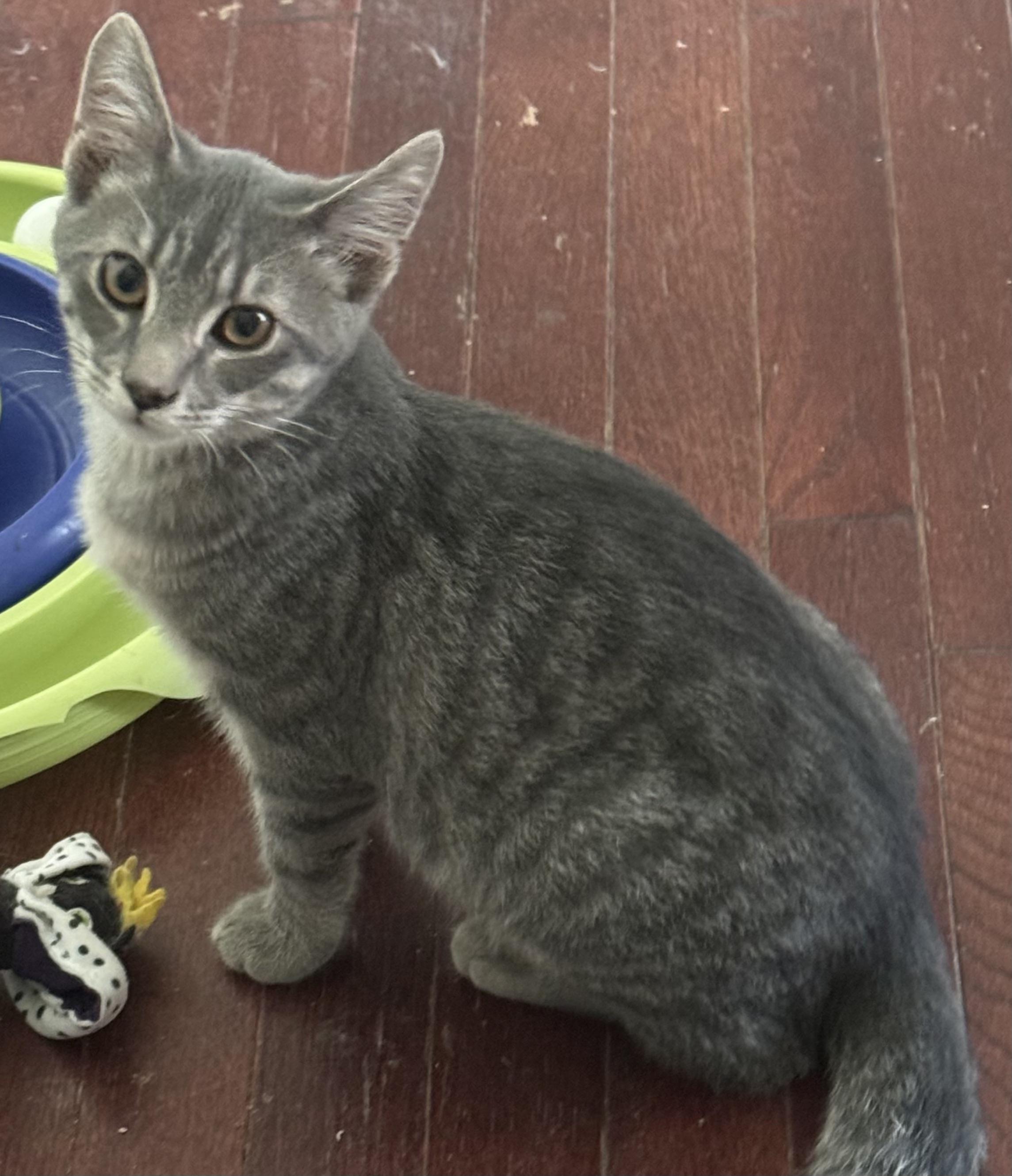 Deacon, a Adoptable Tabby in Maryville, TN image 1/3