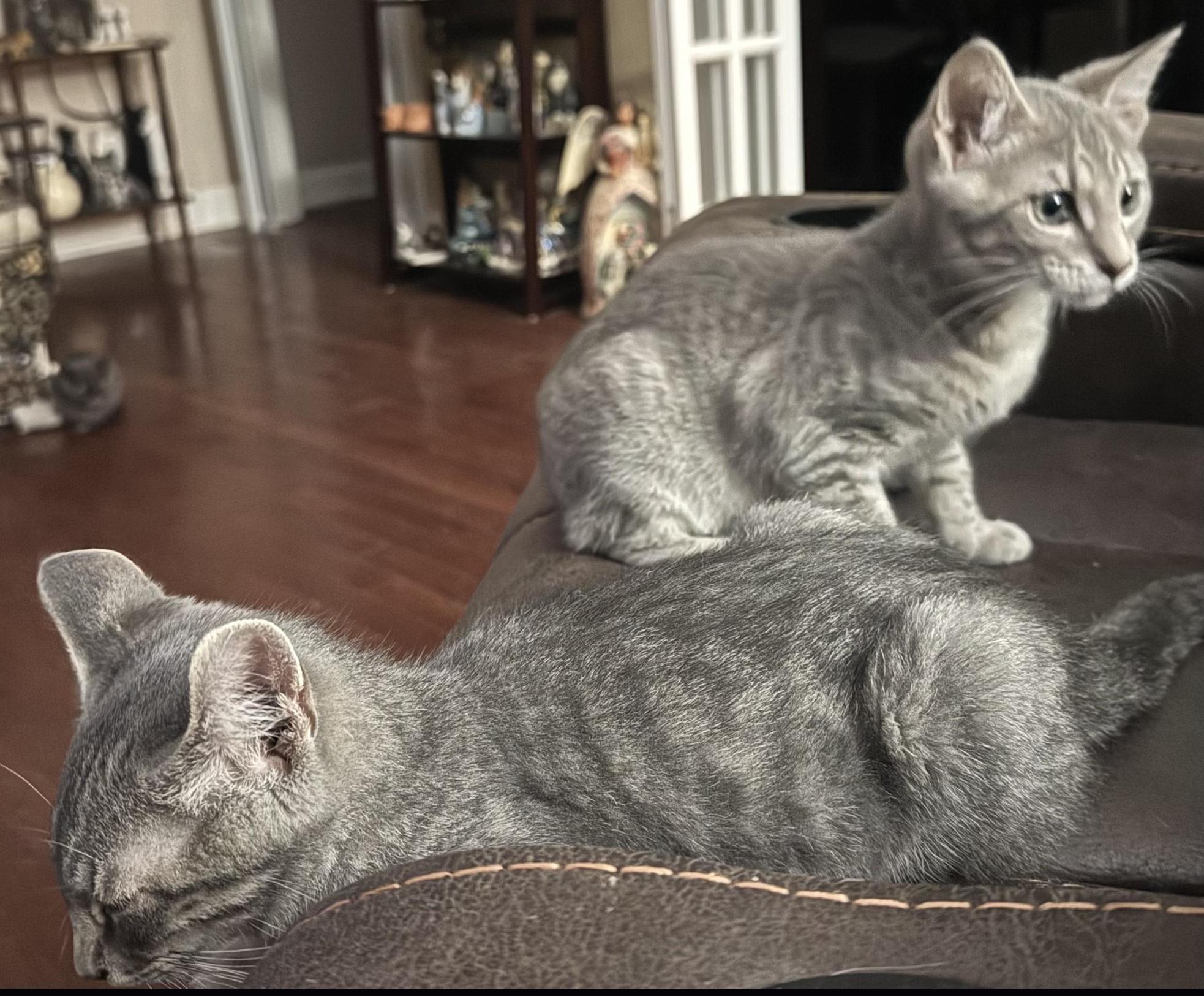 Deacon, a Adoptable Tabby in Maryville, TN image 2/3