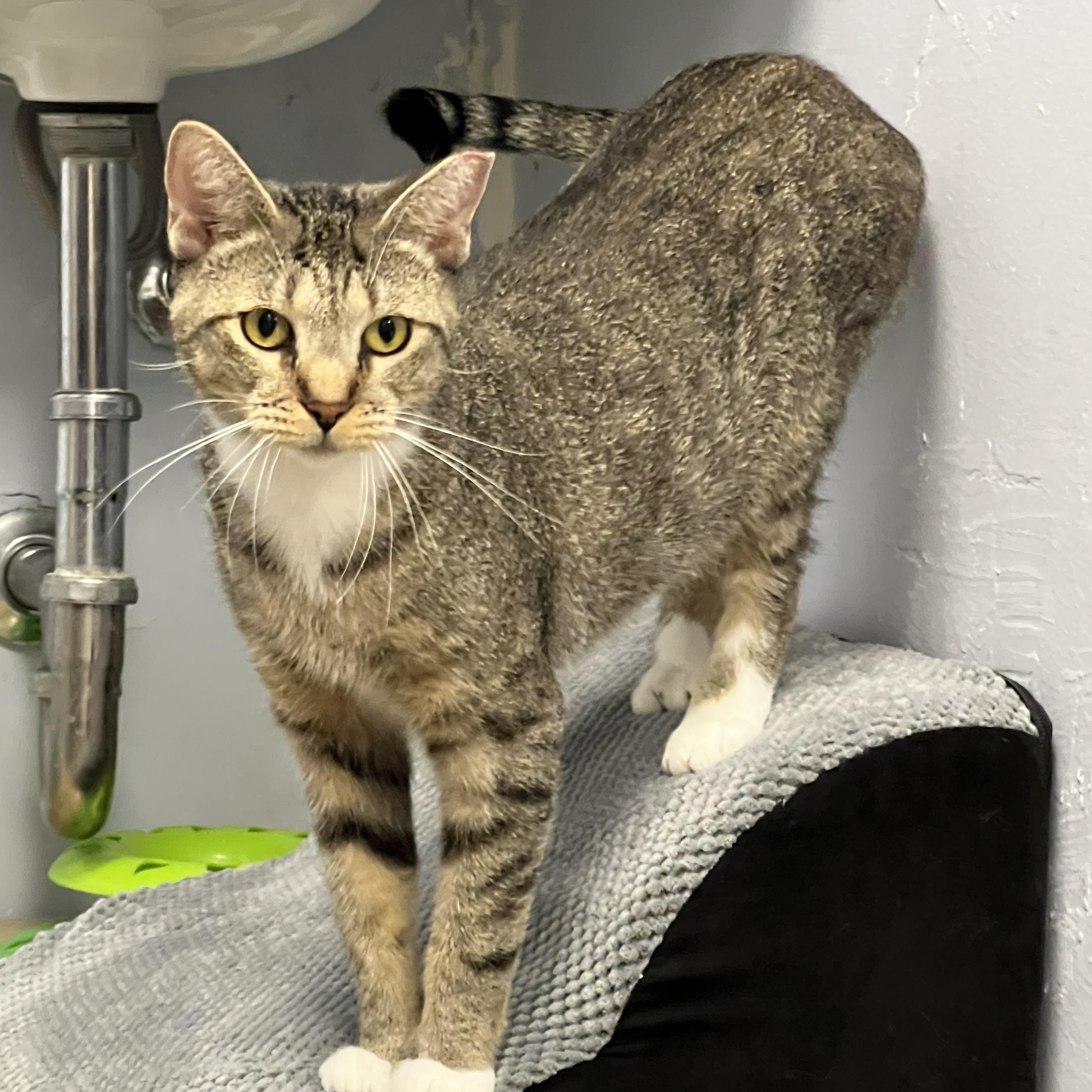 Inez, Adoptable, Adult Female Tabby.