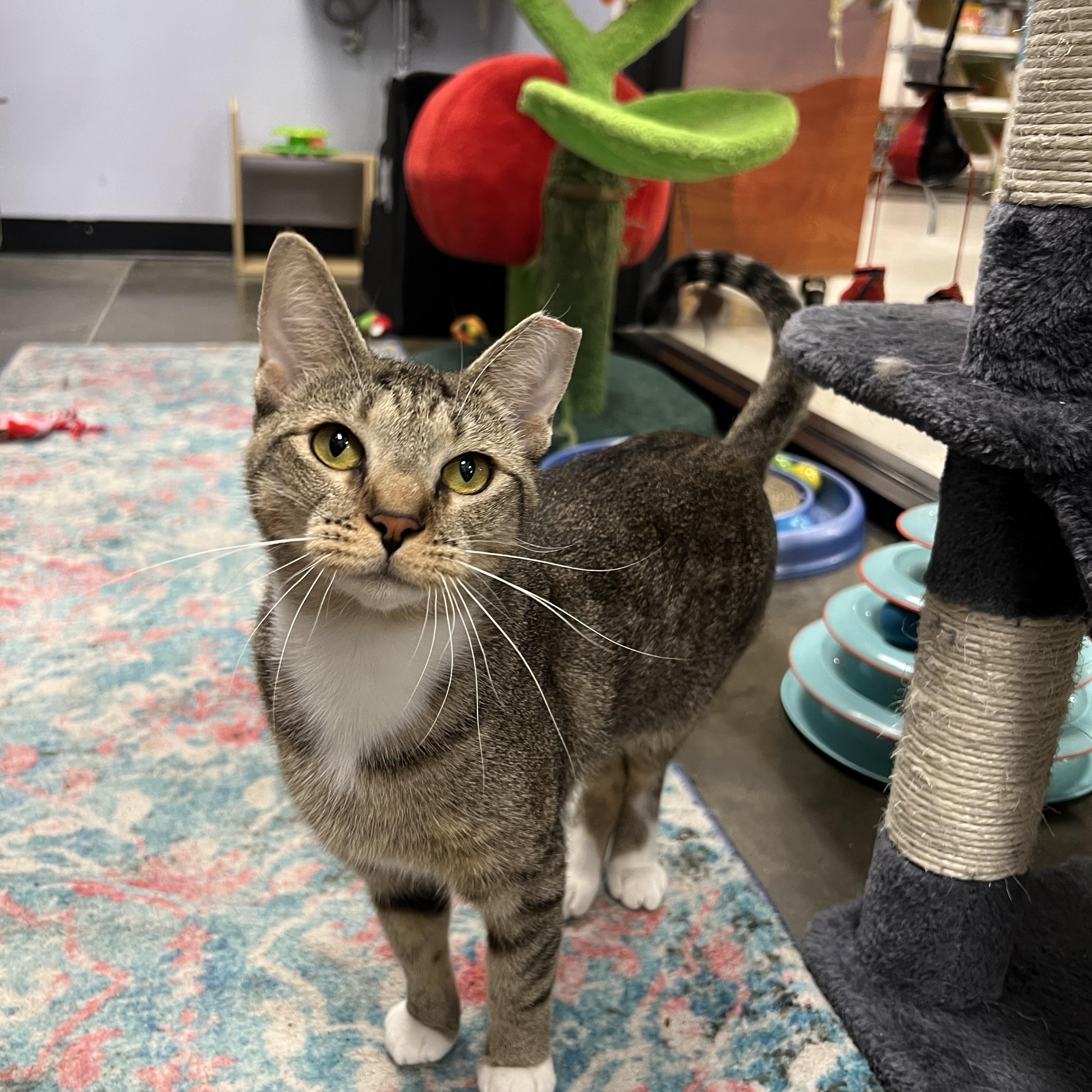 Inez, a Adoptable Tabby in Richmond, VA image 3/5