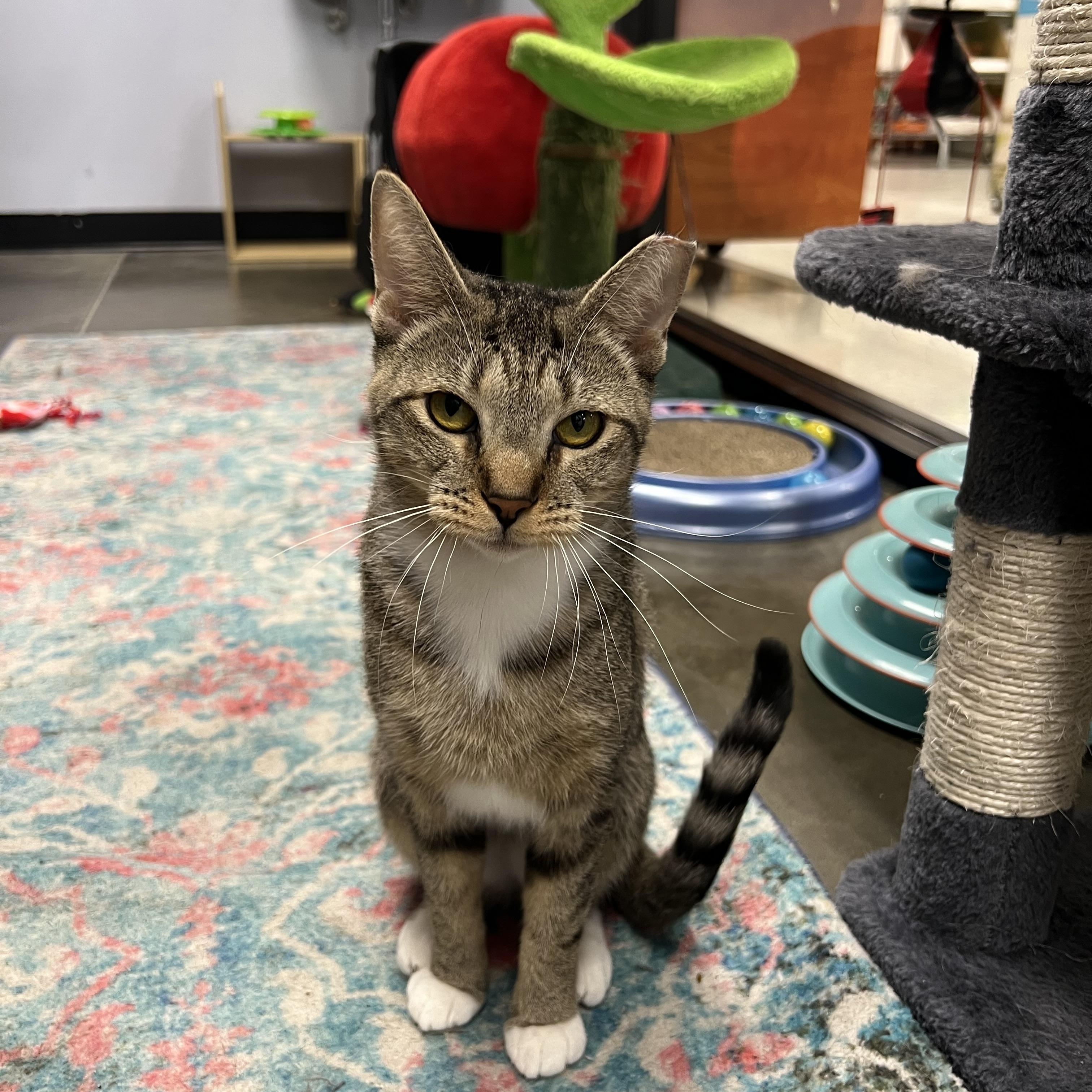 Inez, a Adoptable Tabby in Richmond, VA image 4/5