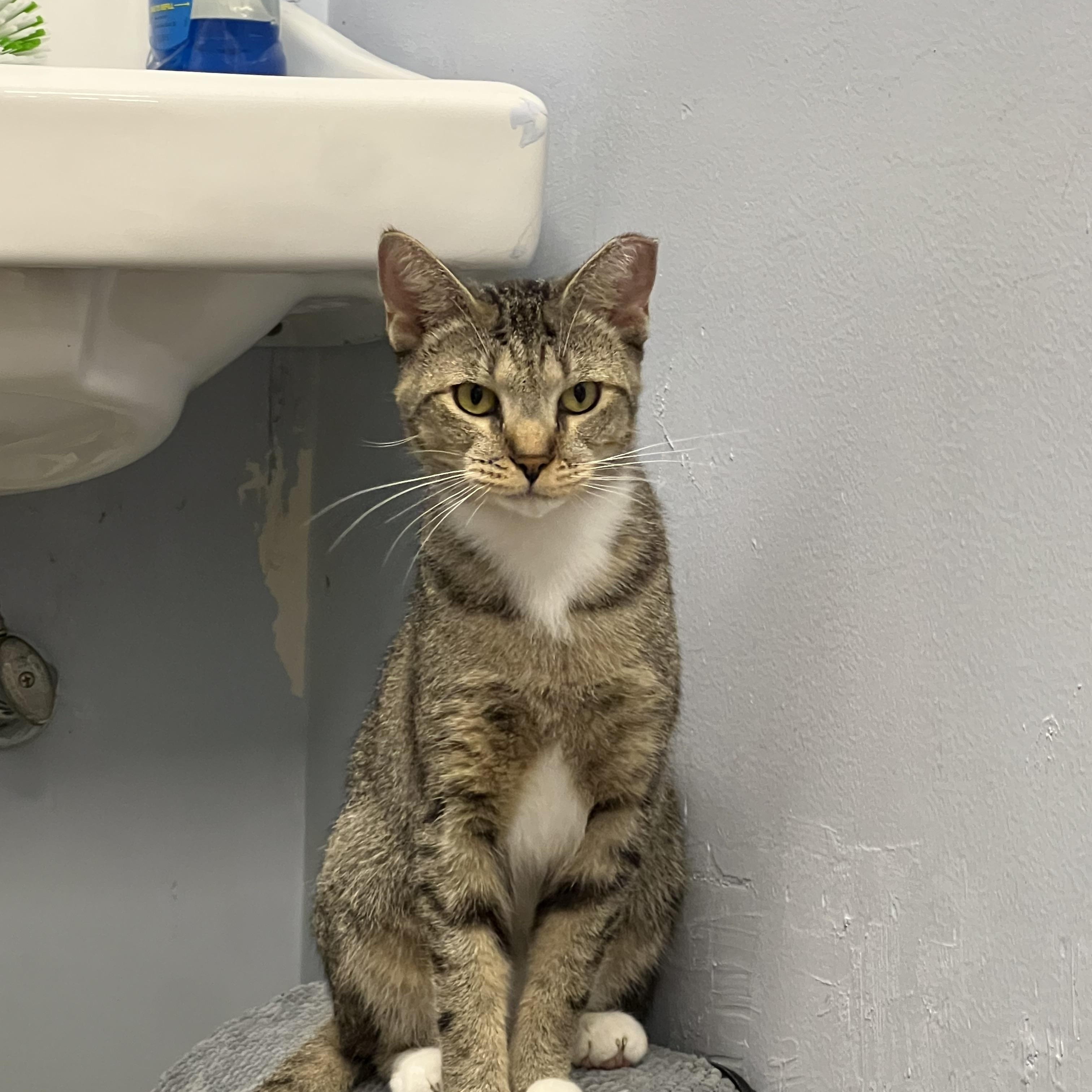 Inez, a Adoptable Tabby in Richmond, VA image 5/5