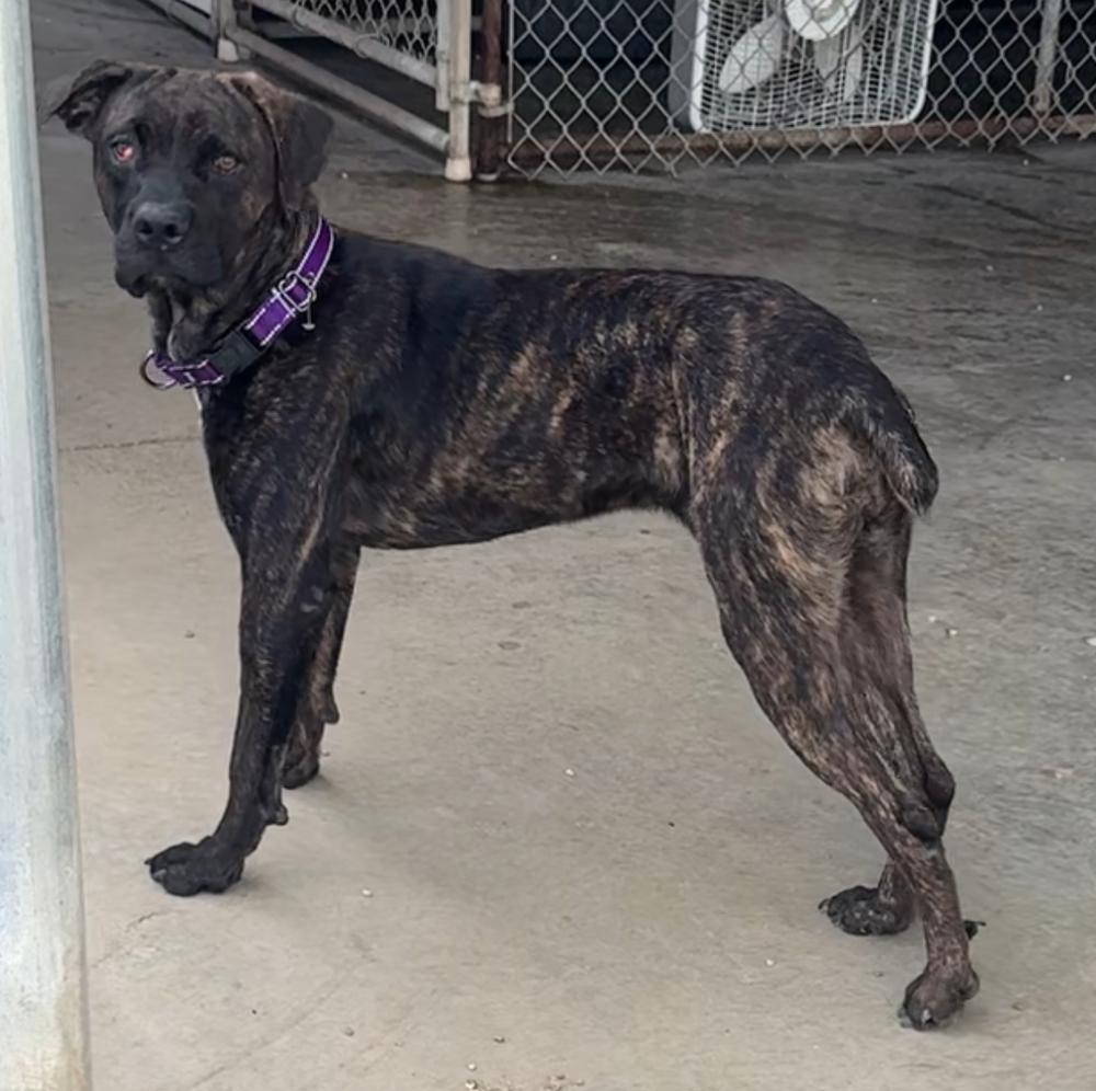 Enlarge DELIA, a Adoptable mixed breed in Rochester, IN image 1/1
