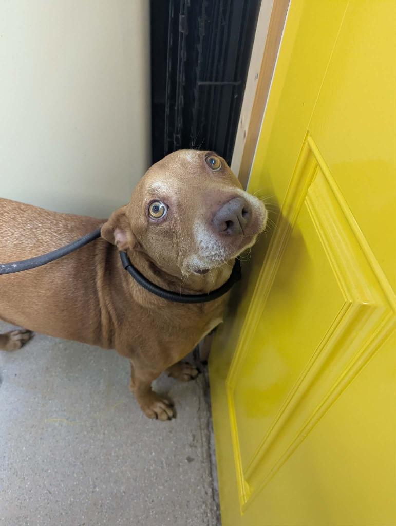 Penny, Adoptable, Adult Female Retriever & Mixed Breed.