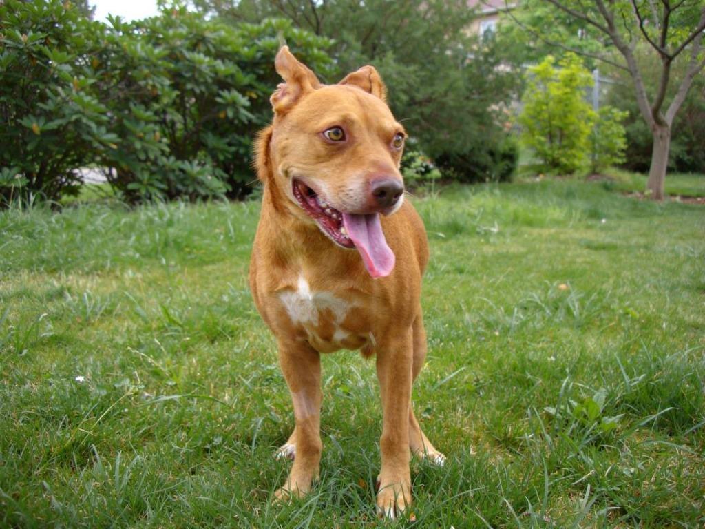 Enlarge Penny, a Adoptable mixed breed in Sebastian, FL image 2/6