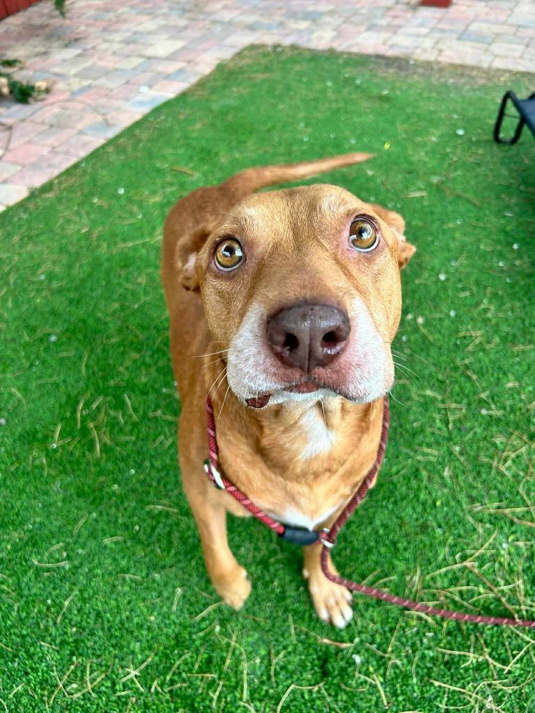 Enlarge Penny, a Adoptable mixed breed in Sebastian, FL image 3/6