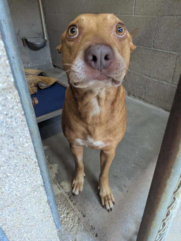 Enlarge Penny, a Adoptable mixed breed in Sebastian, FL image 4/6