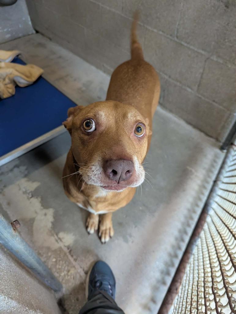 Enlarge Penny, a Adoptable mixed breed in Sebastian, FL image 6/6