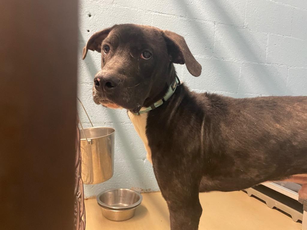 Enlarge Tevro, a Adoptable mixed breed in Blountville, TN image 1/1