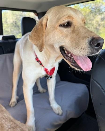 Blossom, Adoptable, Young Female Labrador Retriever.