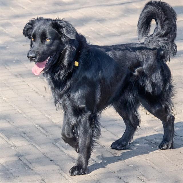 SCOOTER, Adoptable, Young Male Flat-Coated Retriever & Mixed Breed.