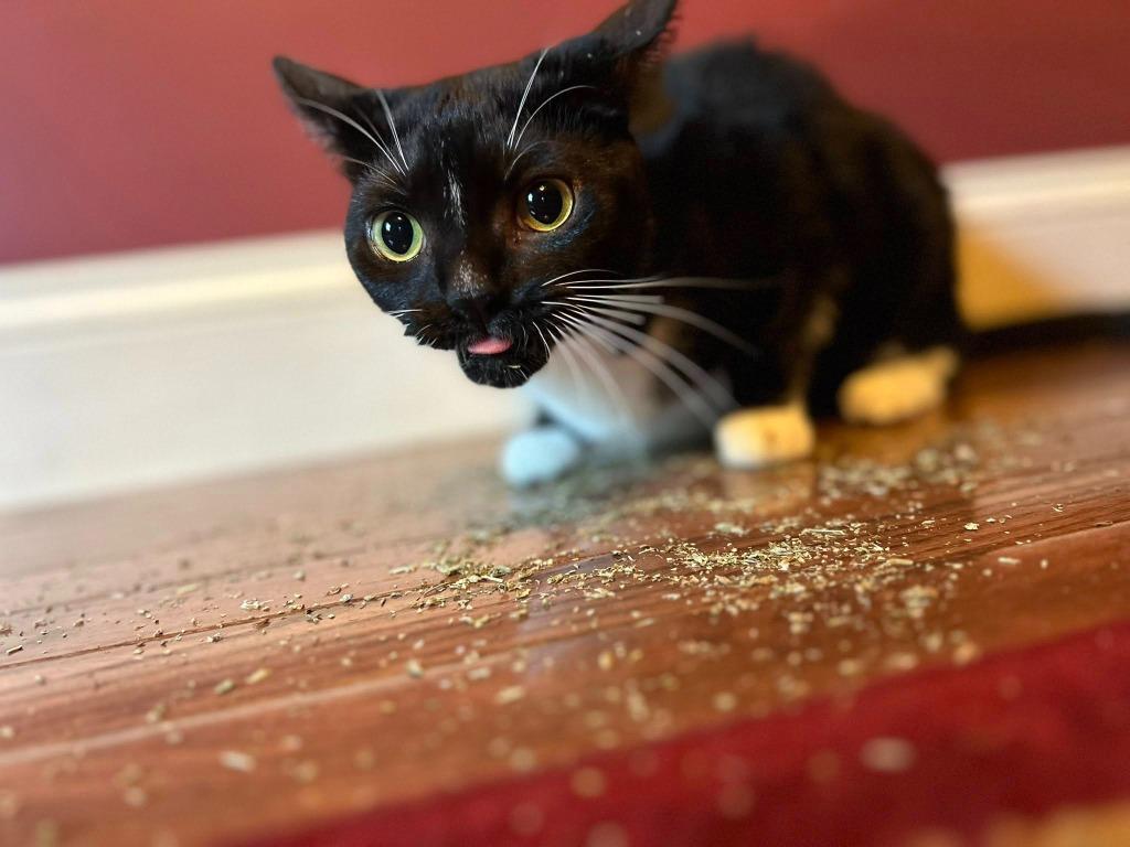 Hades, a Adoptable mixed breed in Kettering, OH image 1/6