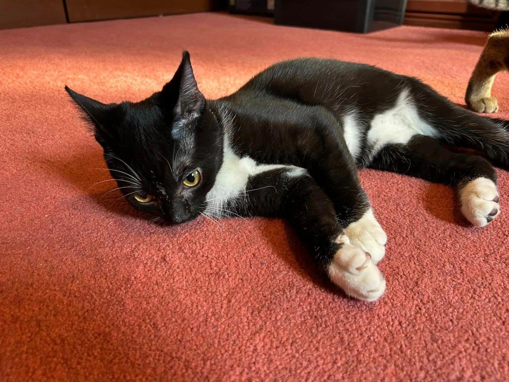 Hades, Adoptable, Young Male Domestic Short Hair.