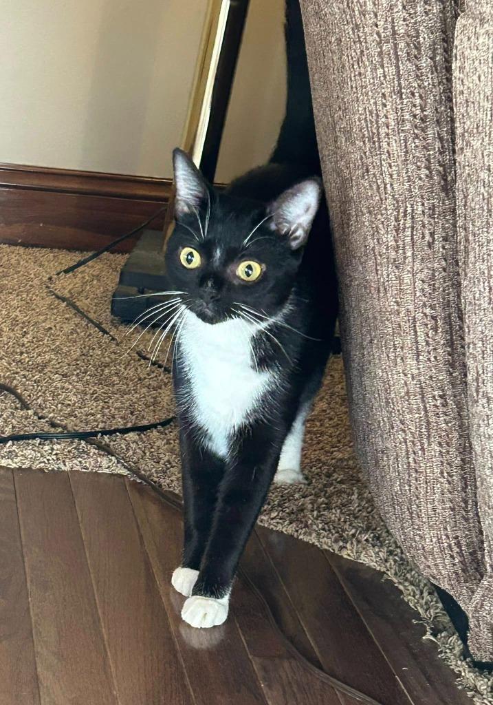 Hades, a Adoptable mixed breed in Kettering, OH image 2/6