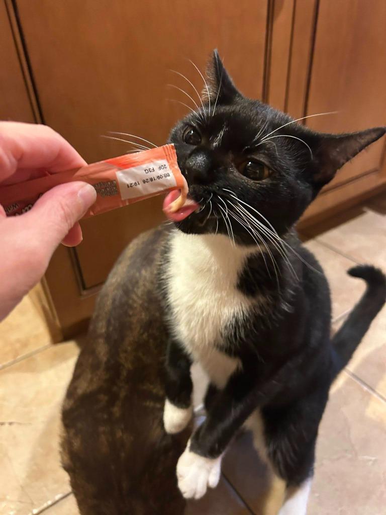 Hades, a Adoptable mixed breed in Kettering, OH image 4/6