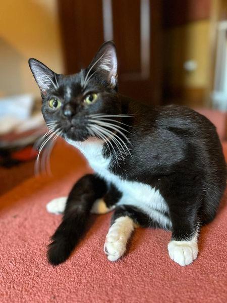 Hades, a Adoptable mixed breed in Kettering, OH image 5/6