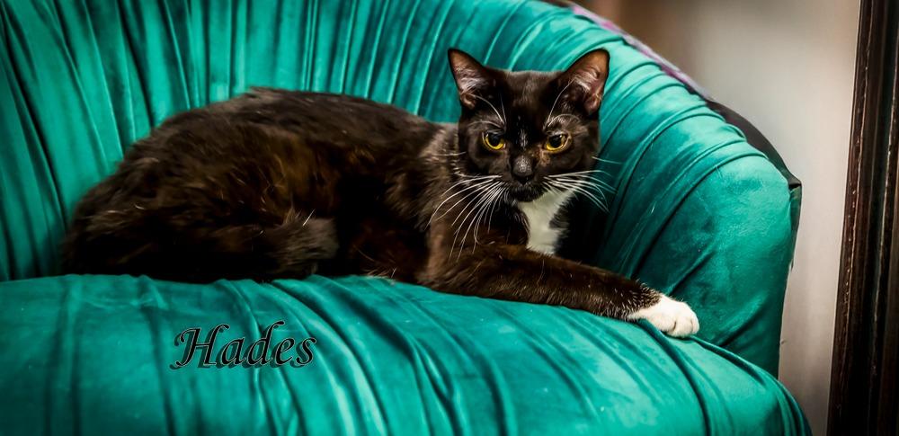 Hades, a Adoptable mixed breed in Kettering, OH image 6/6