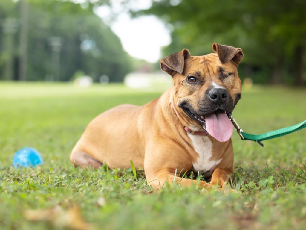 Enlarge Suzy, a Adoptable mixed breed in Raleigh, NC image 1/6