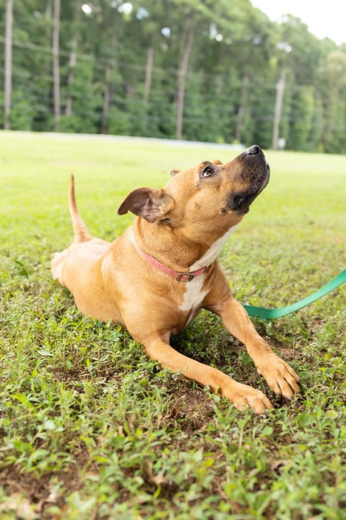 Enlarge Suzy, a Adoptable mixed breed in Raleigh, NC image 2/6