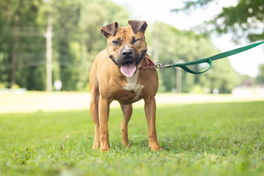 Enlarge Suzy, a Adoptable mixed breed in Raleigh, NC image 3/6
