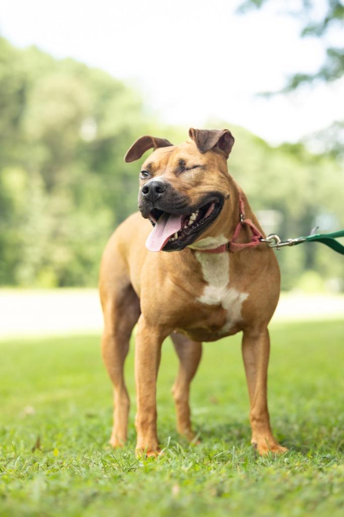 Enlarge Suzy, a Adoptable mixed breed in Raleigh, NC image 4/6