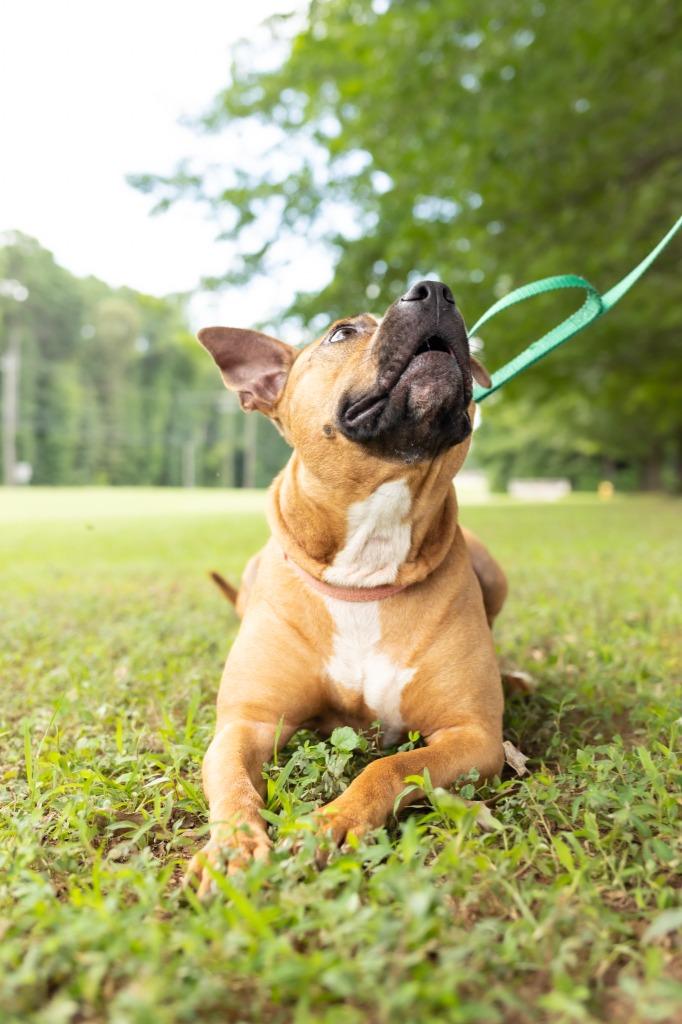 Enlarge Suzy, a Adoptable mixed breed in Raleigh, NC image 5/6