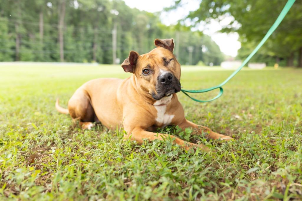 Enlarge Suzy, a Adoptable mixed breed in Raleigh, NC image 6/6