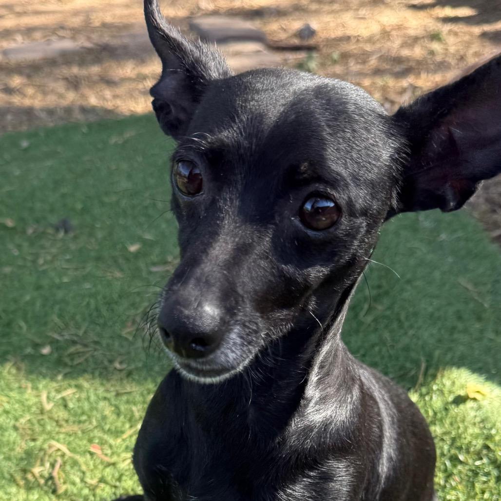 Enlarge Uma, a Adoptable mixed breed in Laredo, TX image 1/1