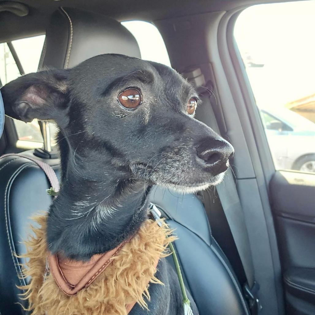 Enlarge Uma, a Adoptable mixed breed in Laredo, TX image 2/4