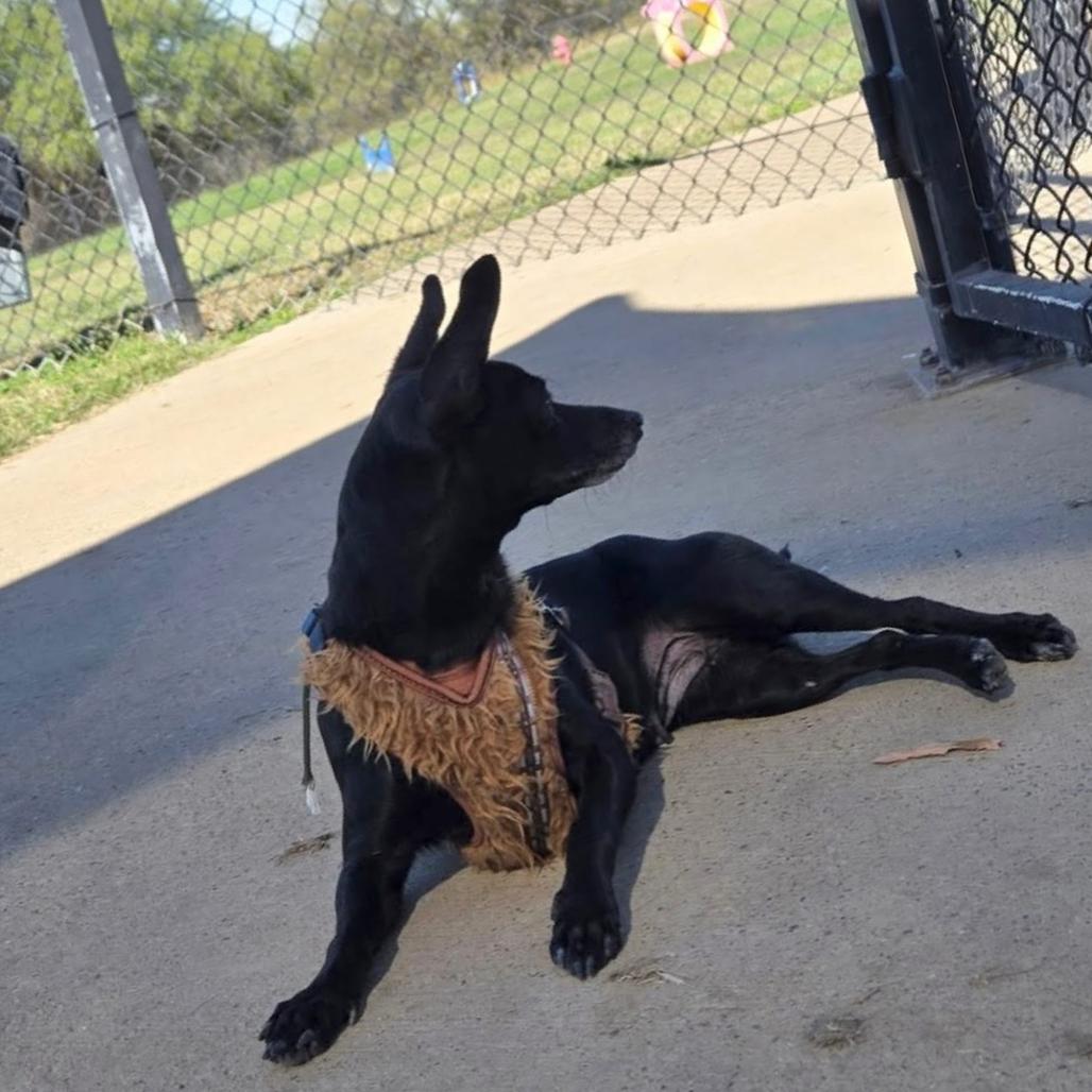 Enlarge Uma, a Adoptable mixed breed in Laredo, TX image 3/4