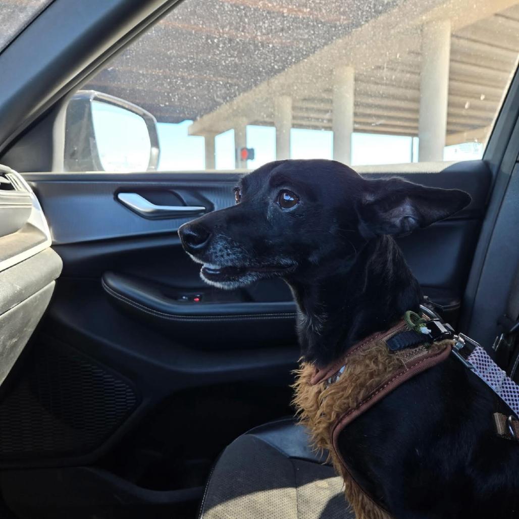 Enlarge Uma, a Adoptable mixed breed in Laredo, TX image 4/4