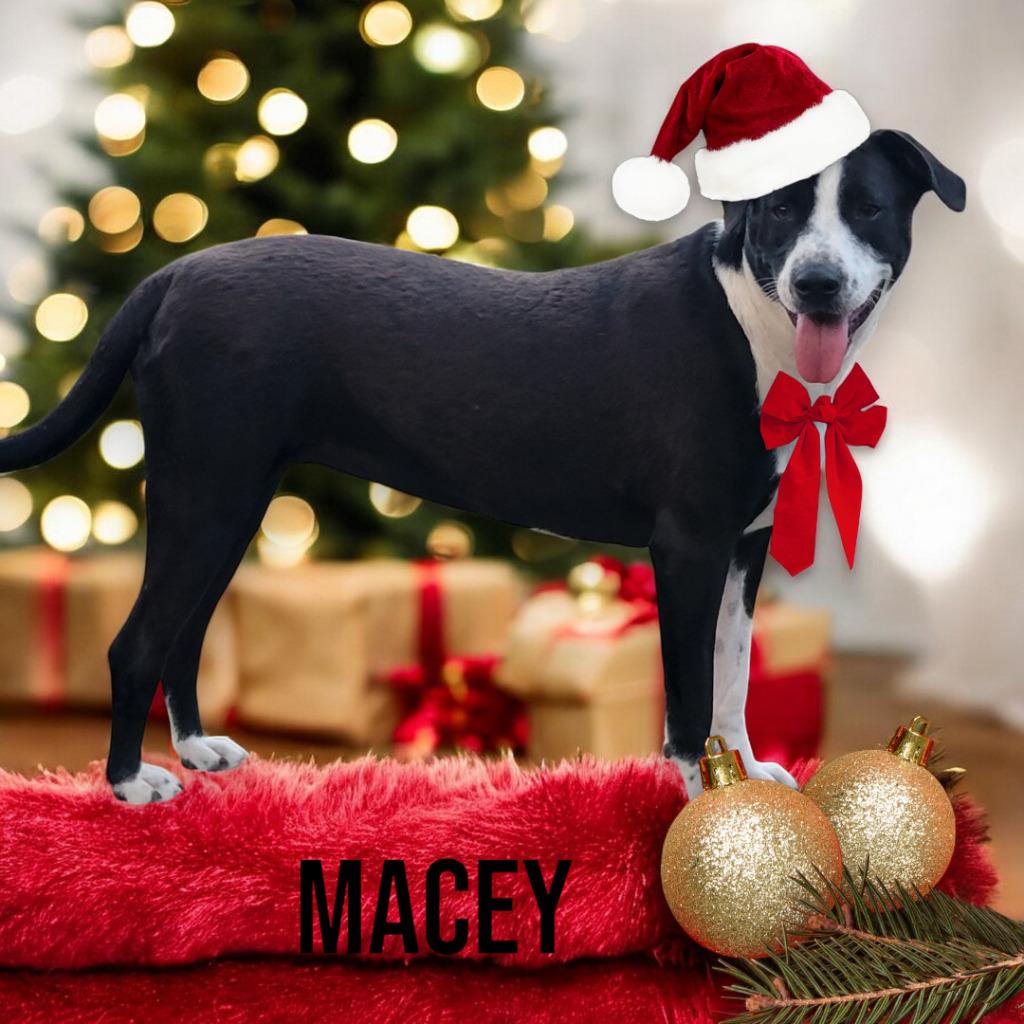 Macey, a Adoptable mixed breed in Spring, TX image 1/6