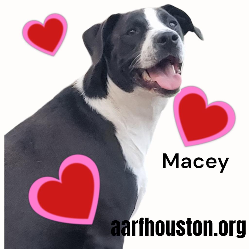 Macey, a Adoptable mixed breed in Spring, TX image 2/6