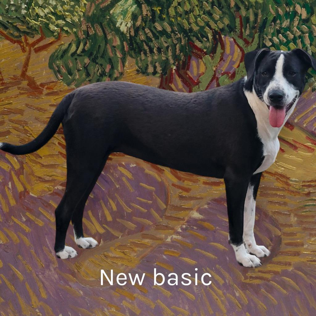 Macey, a Adoptable mixed breed in Spring, TX image 3/6