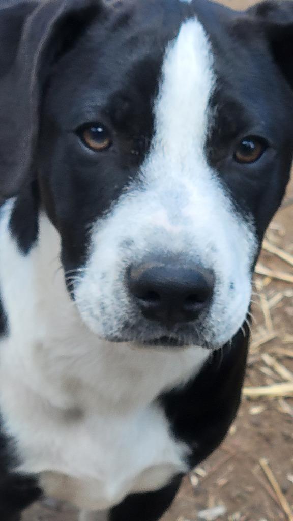 Macey, a Adoptable mixed breed in Spring, TX image 4/6