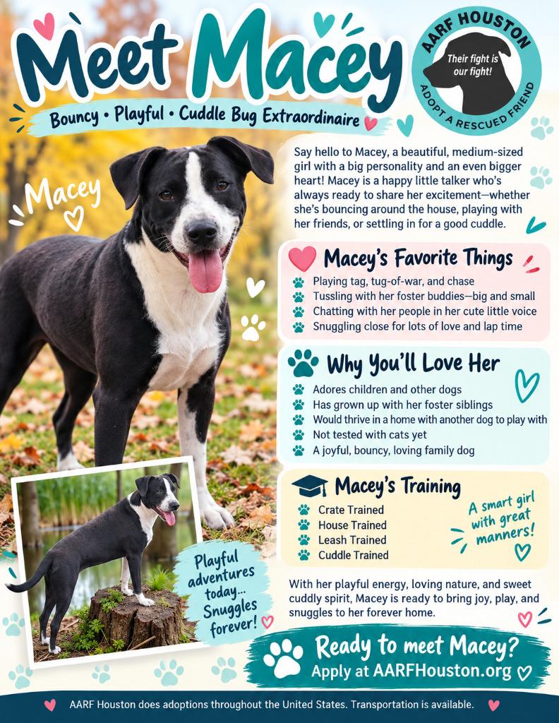 Enlarge Macey, a Adoptable mixed breed in Spring, TX image 5/6