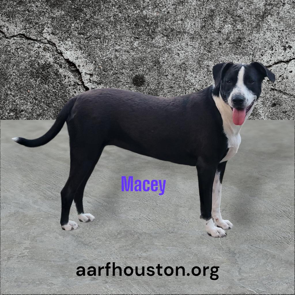 Macey, a Adoptable mixed breed in Spring, TX image 5/6