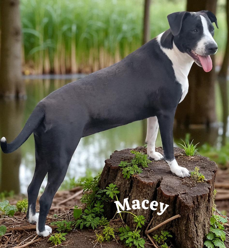 Macey, a Adoptable mixed breed in Spring, TX image 6/6
