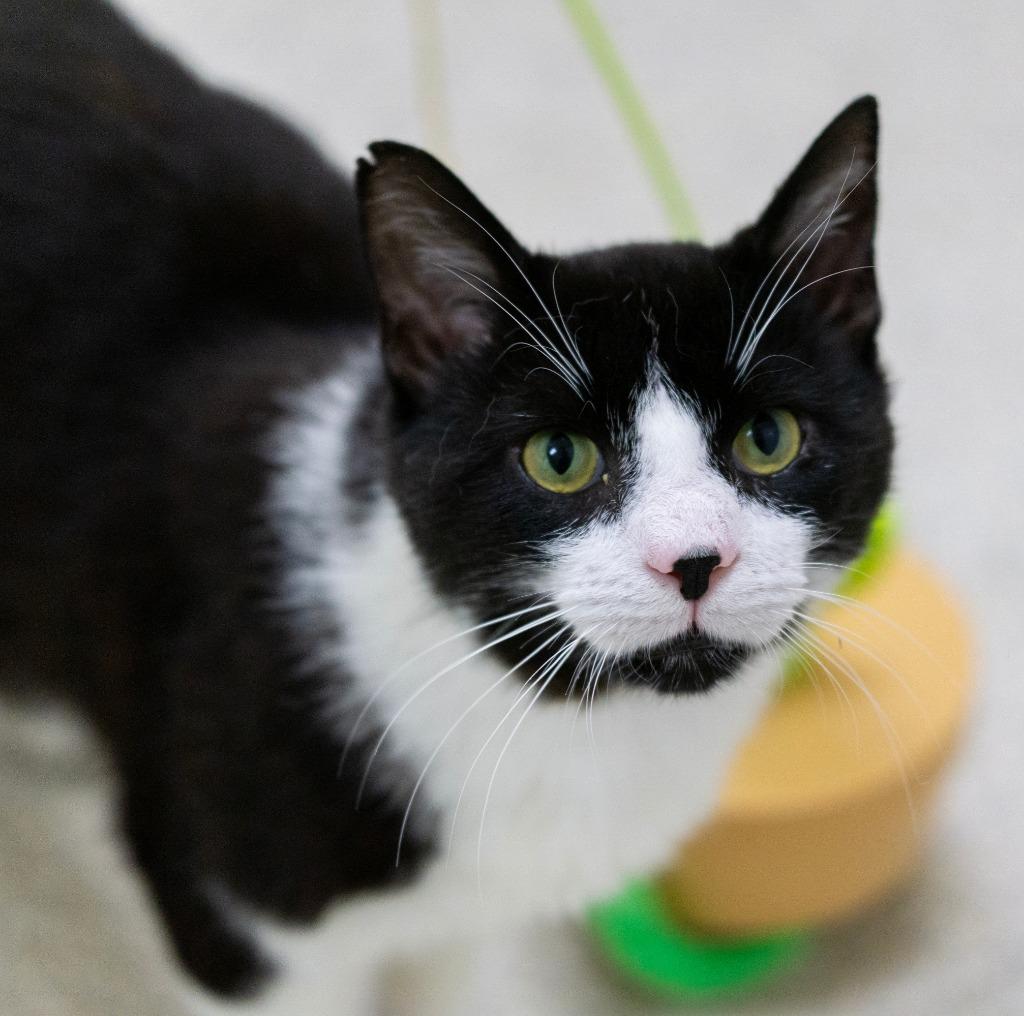 Bloop, ADOPTABLE, Adult Male Domestic Short Hair.