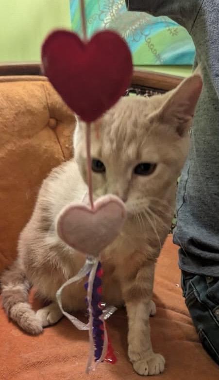 Enlarge Nugget, an adopted mixed breed in Kenhorst, PA image 3/4