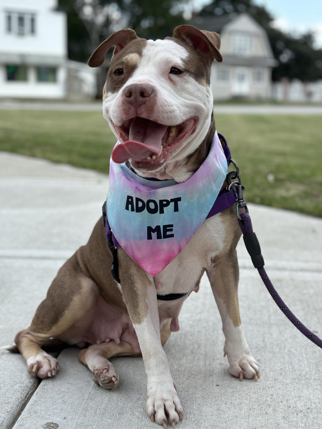 Ada, Adopted, Senior Female Mixed Breed.