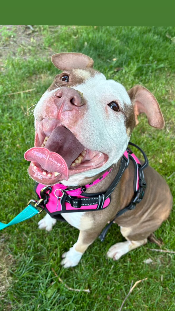 Ada, a Adopted mixed breed in Janesville, WI image 2/4