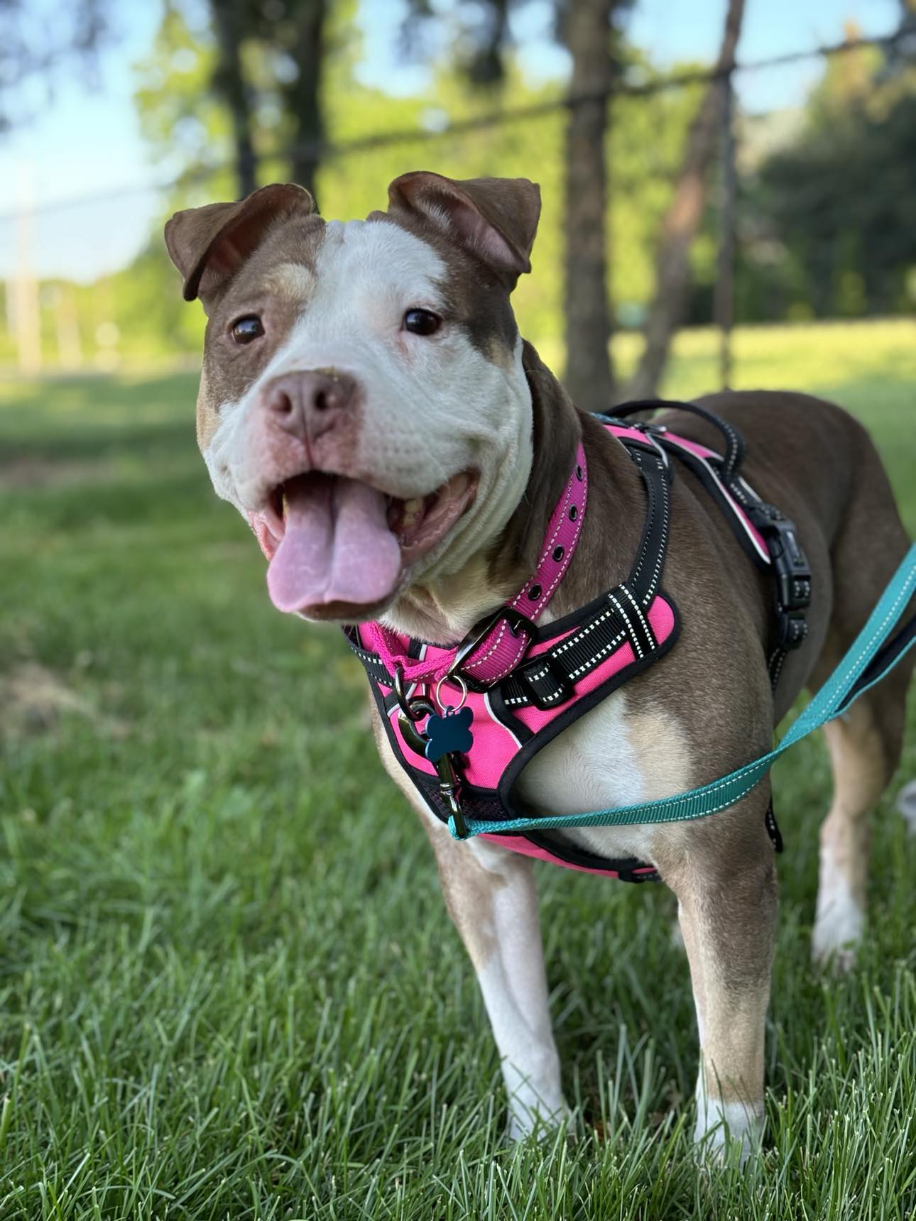 Ada, a Adopted mixed breed in Janesville, WI image 4/4