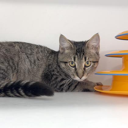 Carrie, Adoptable, Kitten Female Domestic Short Hair & Domestic Short Hair.