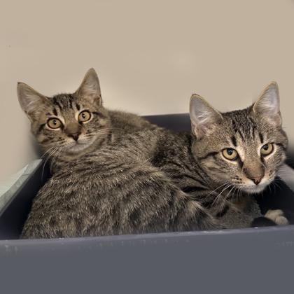 Enlarge Carrie, a Adoptable Domestic Short Hair in Voorhees, NJ image 3/3