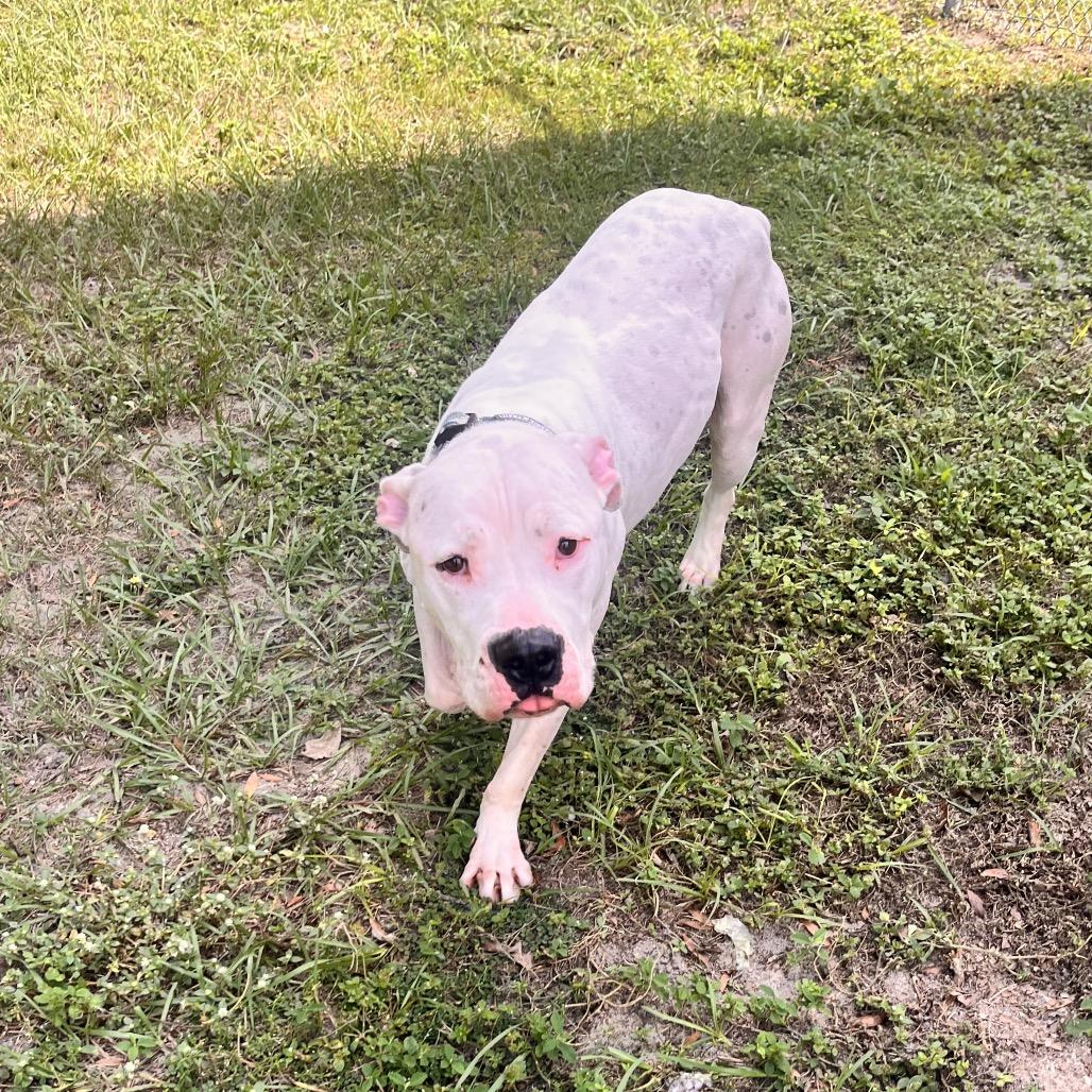 Blitz, Adoptable, Adult Male Mixed Breed & Dogo Argentino.