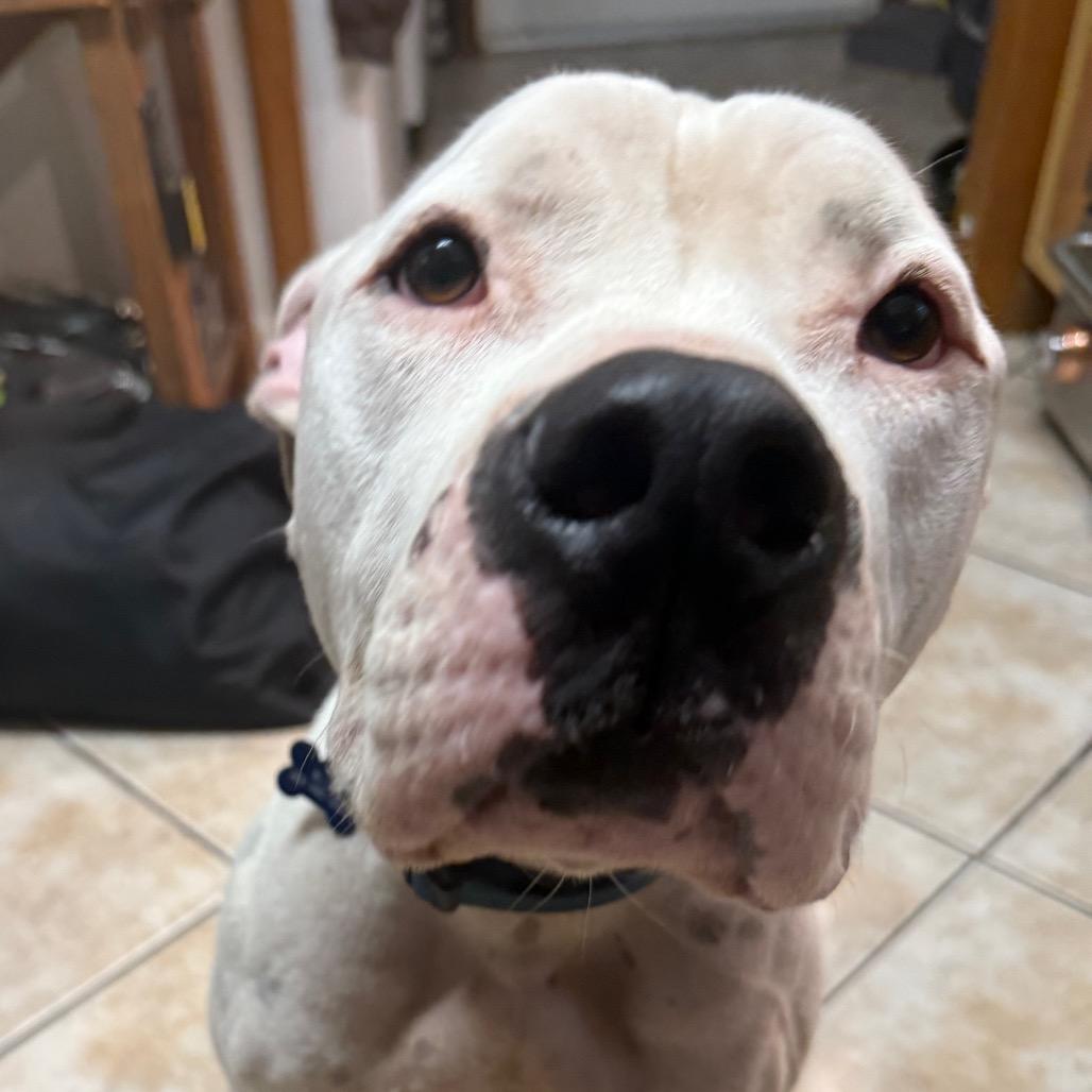 Enlarge Blitz, a Adoptable mixed breed in Lake Panasoffkee, FL image 2/5